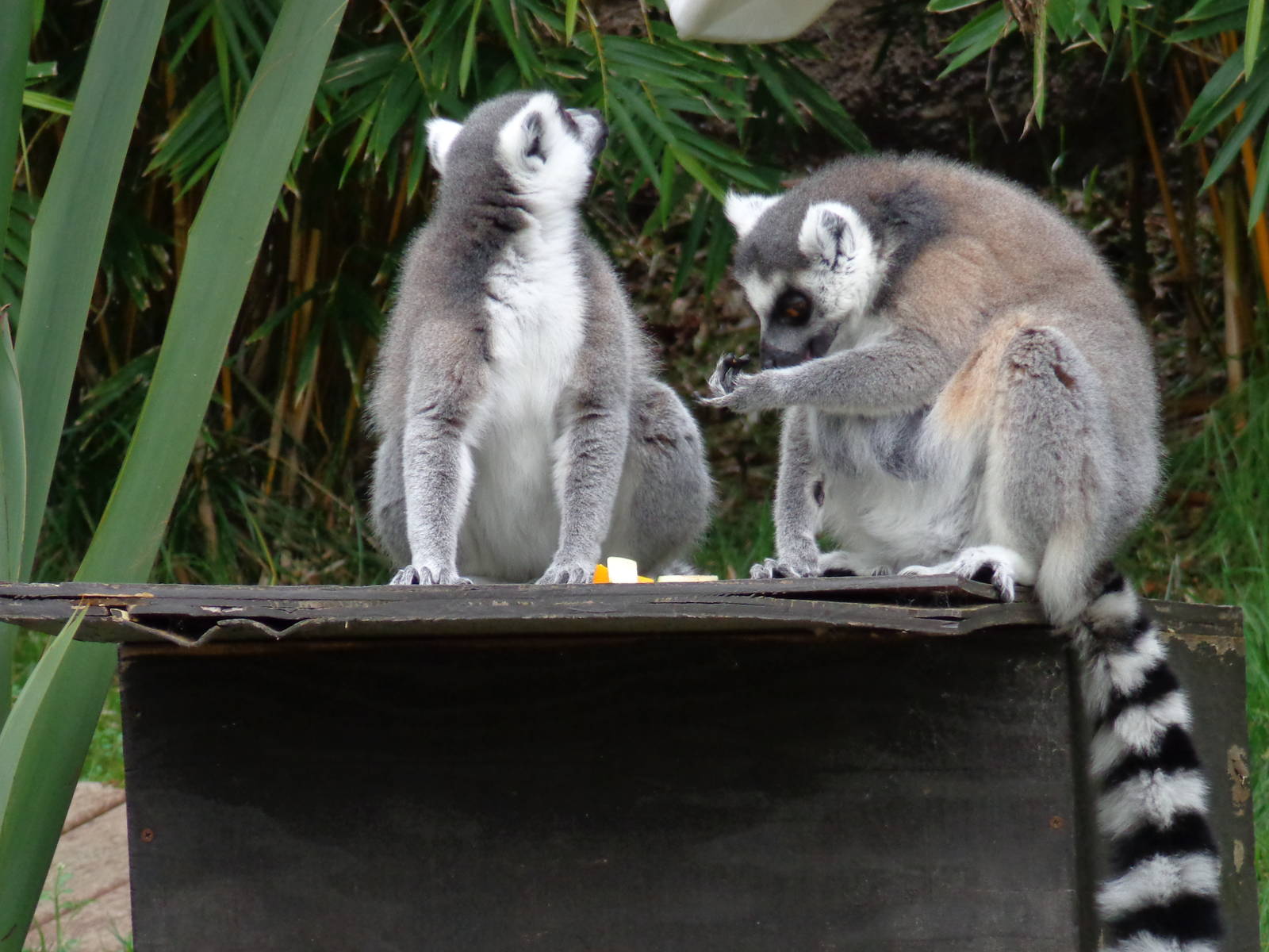 Ring-railed lemurs #2
