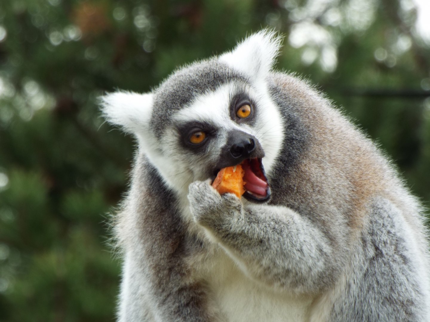 Ring Tail eating Sweet Potato