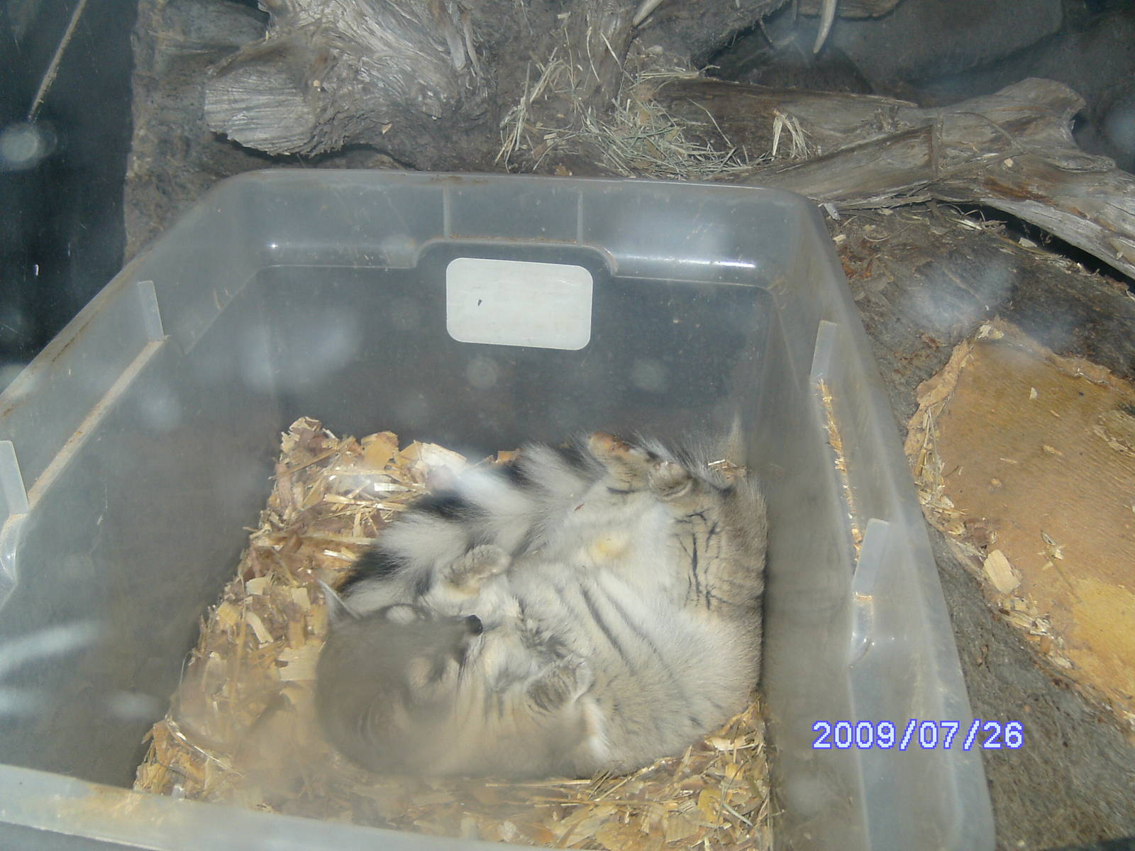 Ring Tail - July 2009