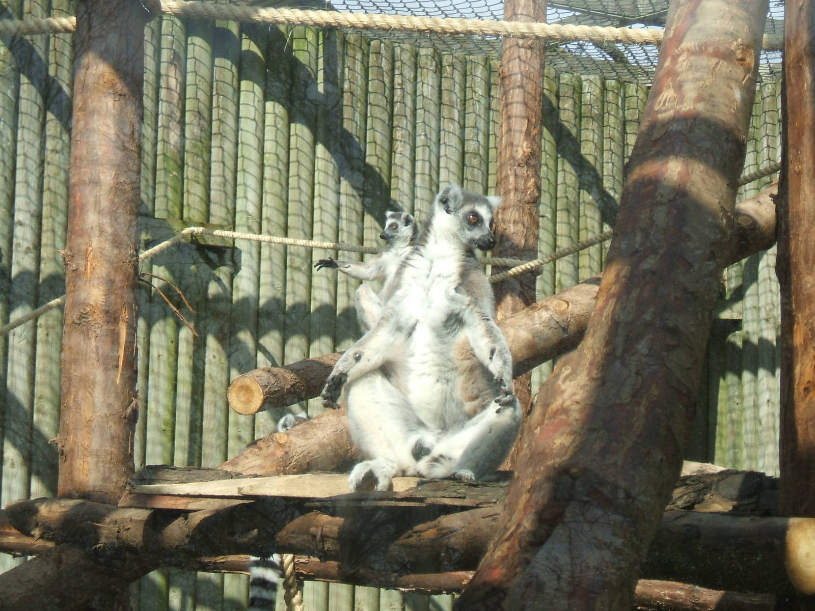 Ring-Tail Lemur at Twycross