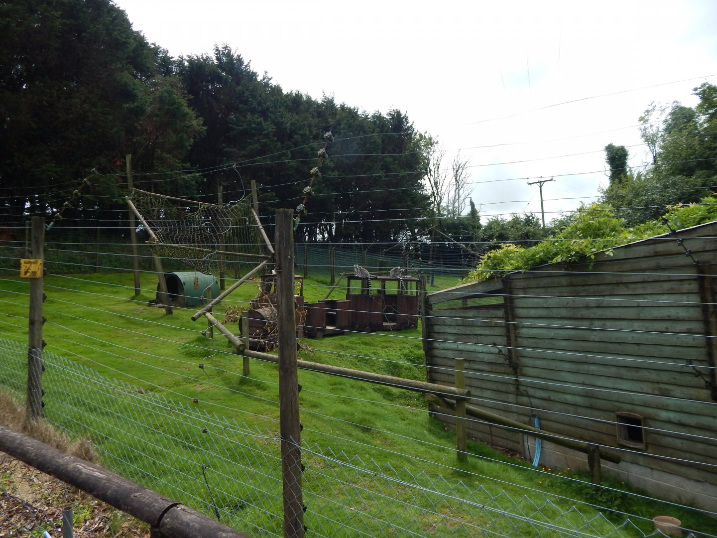 Ring-tail lemur enclosure 050625