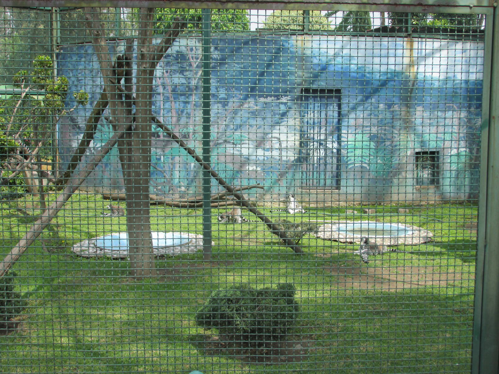 ring tail lemur exhibit neza zoo