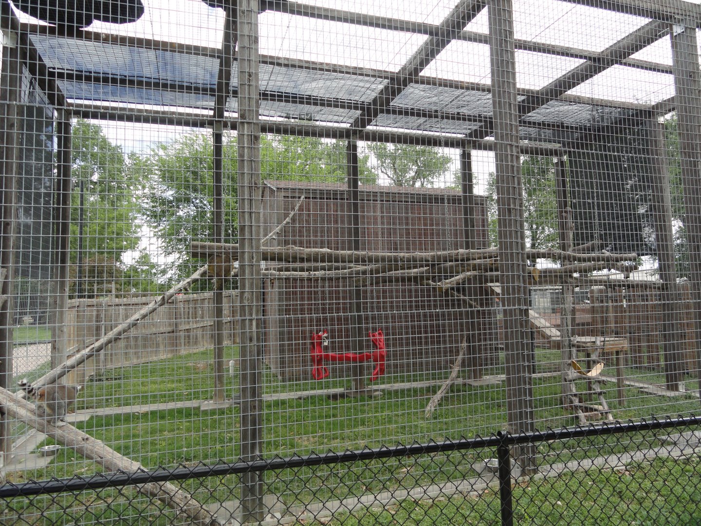 Ring Tail Lemur Exhibit