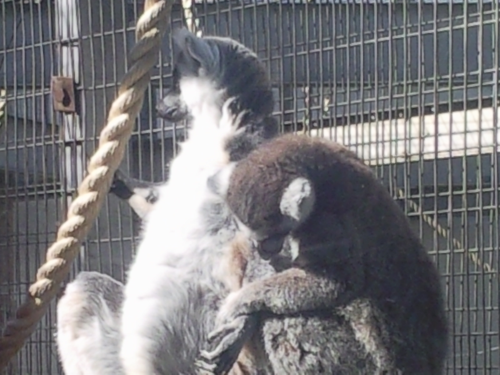 ring tail lemur in lemur wood
