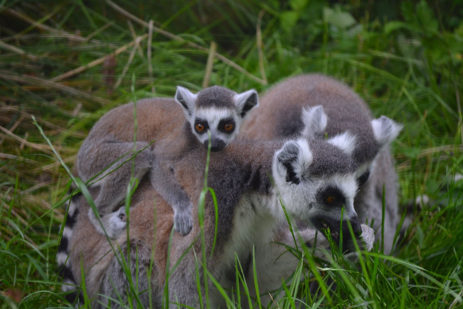 Ring Tail Lemur - June 2016
