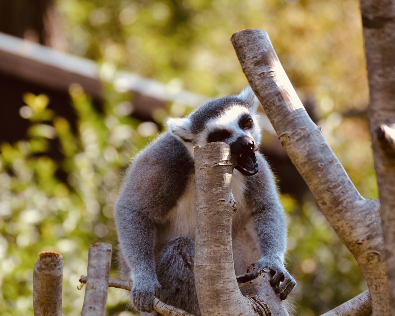 Ring Tail Lemur - September 2020