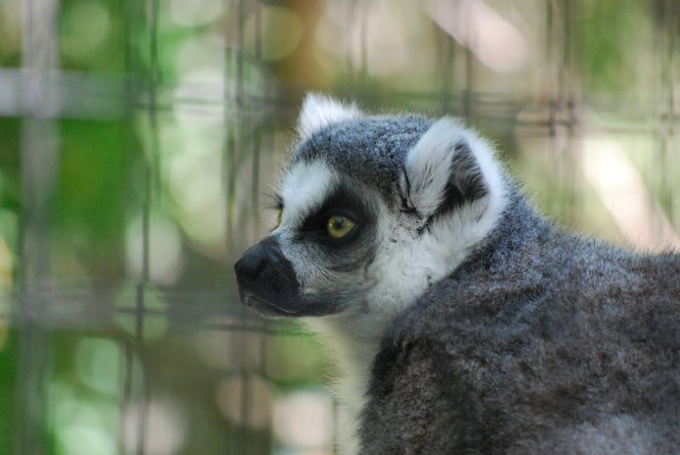 Ring-tail Lemur
