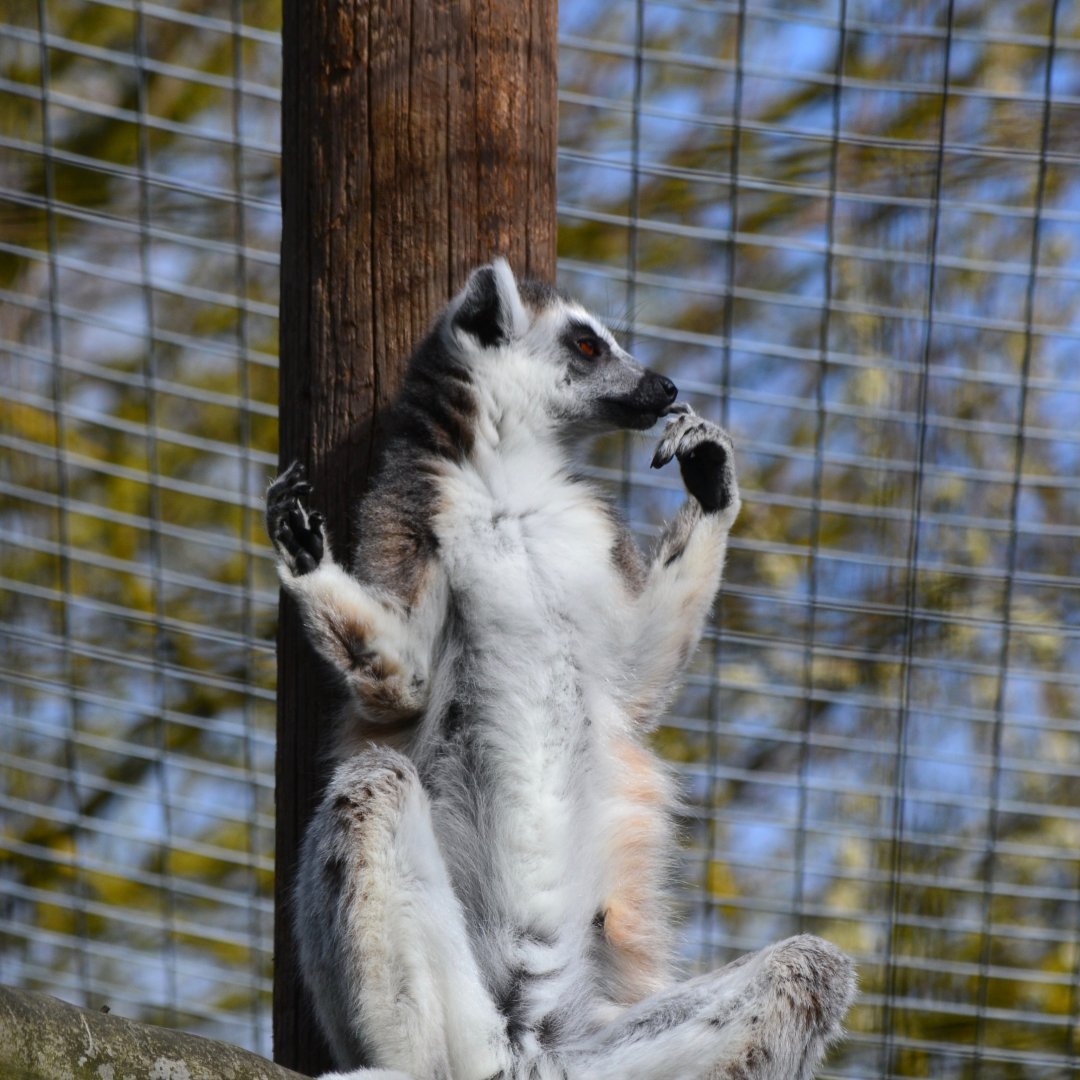 Ring Tail Lemur