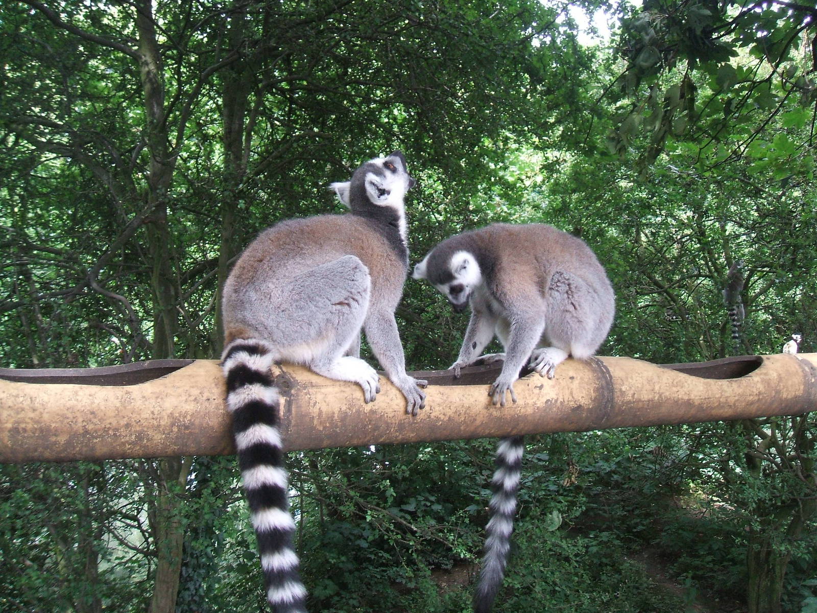 Ring-Tail Lemurs at Chester Zoo