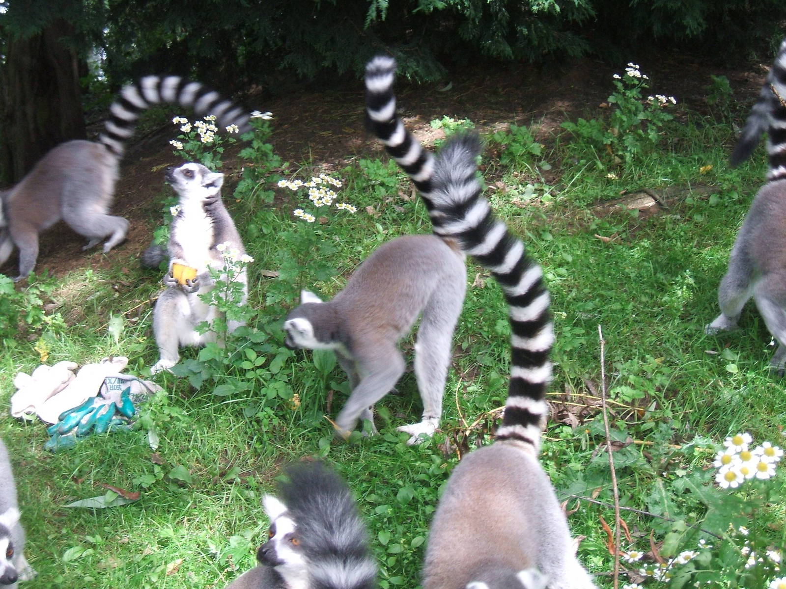 Ring-Tail Lemurs at Chester Zoo