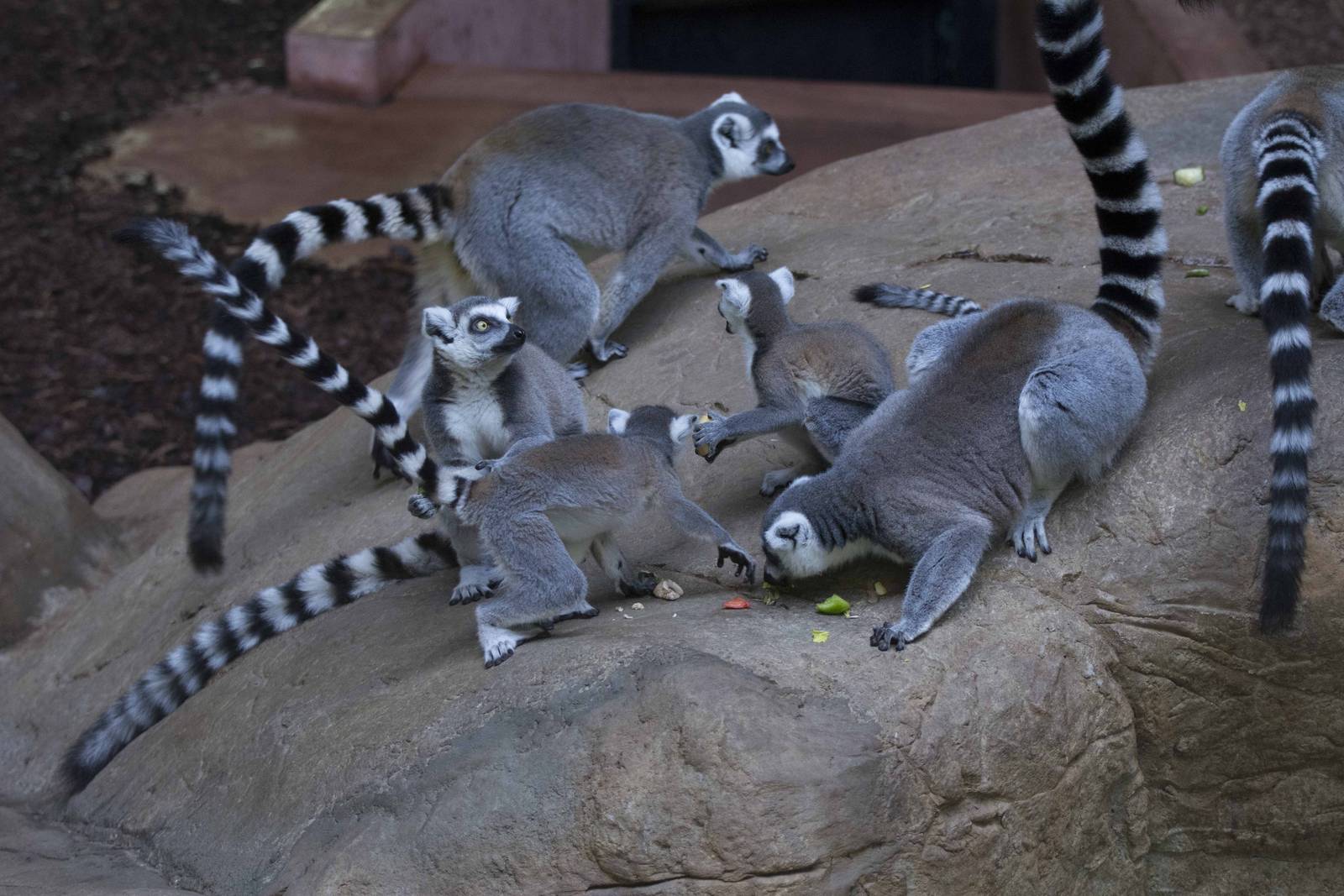 Ring-Tail Lemurs eating (Family style)