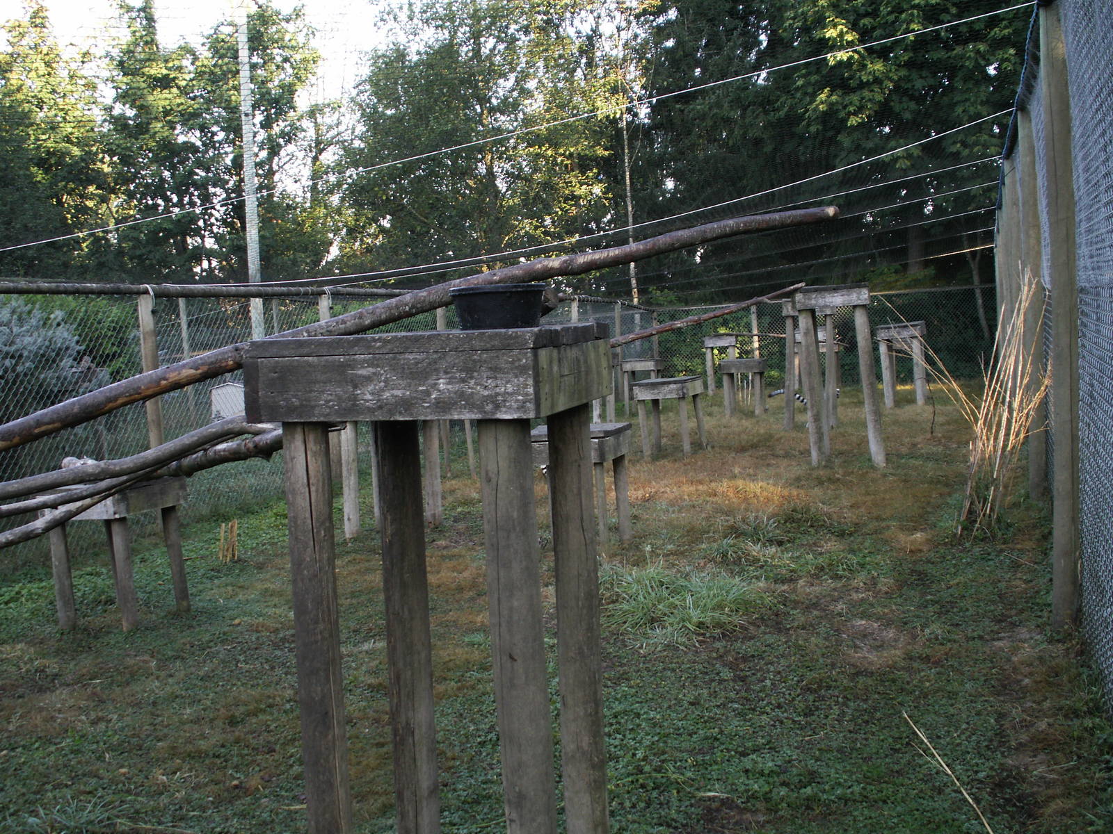ring tail lemurs exhibit
