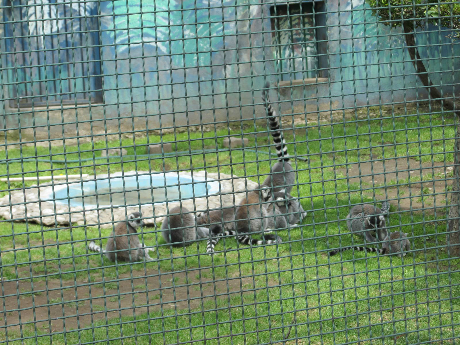 ring tail lemurs neza zoo