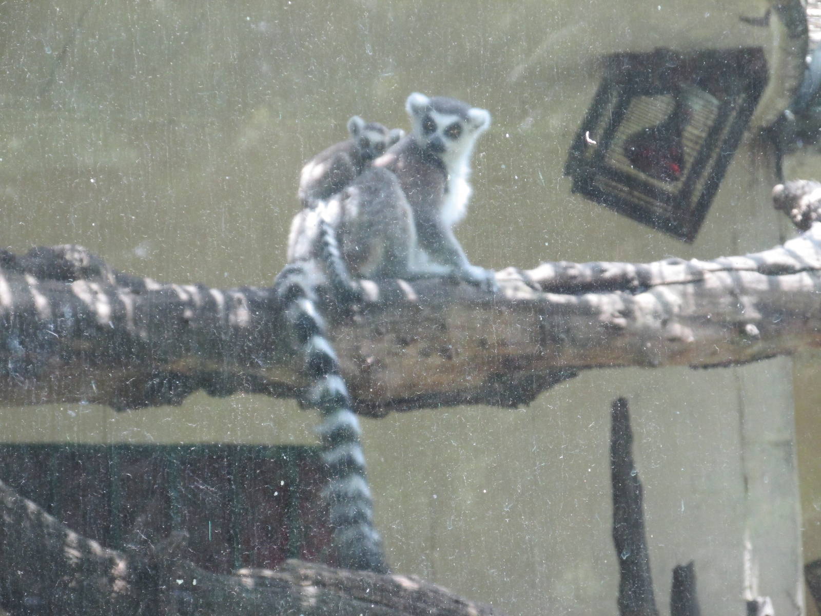 RING TAIL LEMURS SAN JUAN ARAGON ZOO