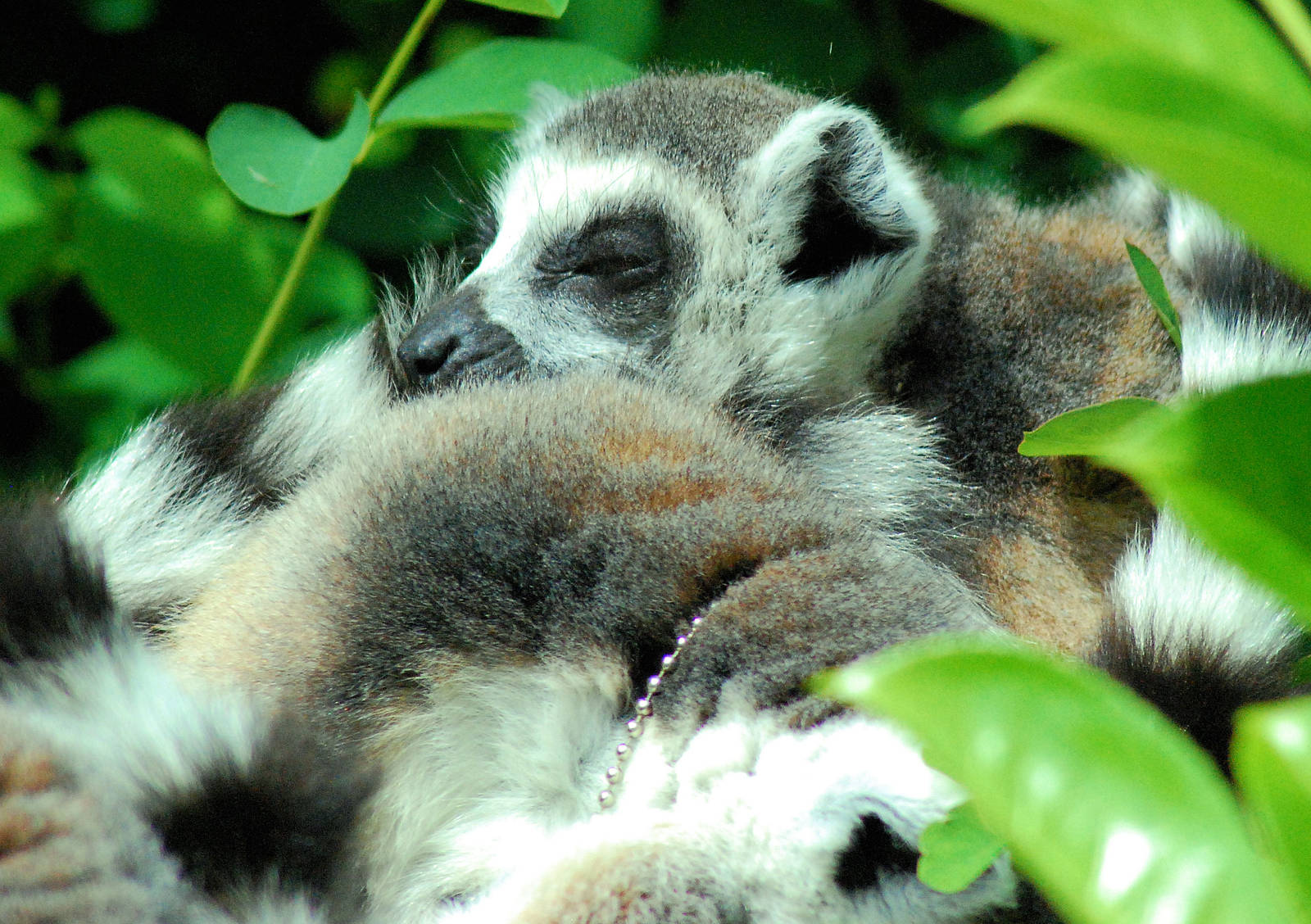Ring Tail Lemurs