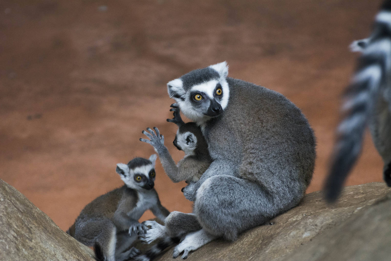 Ring-Tail Lemurs
