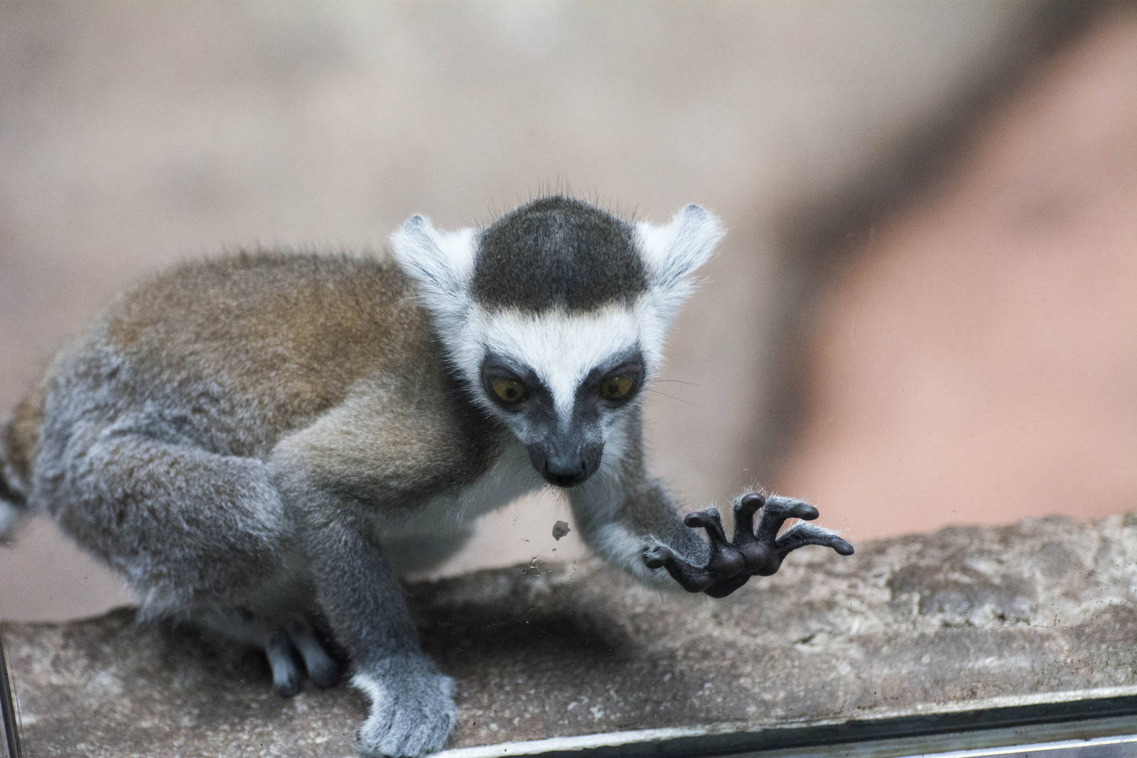 Ring-Tail Lemurs