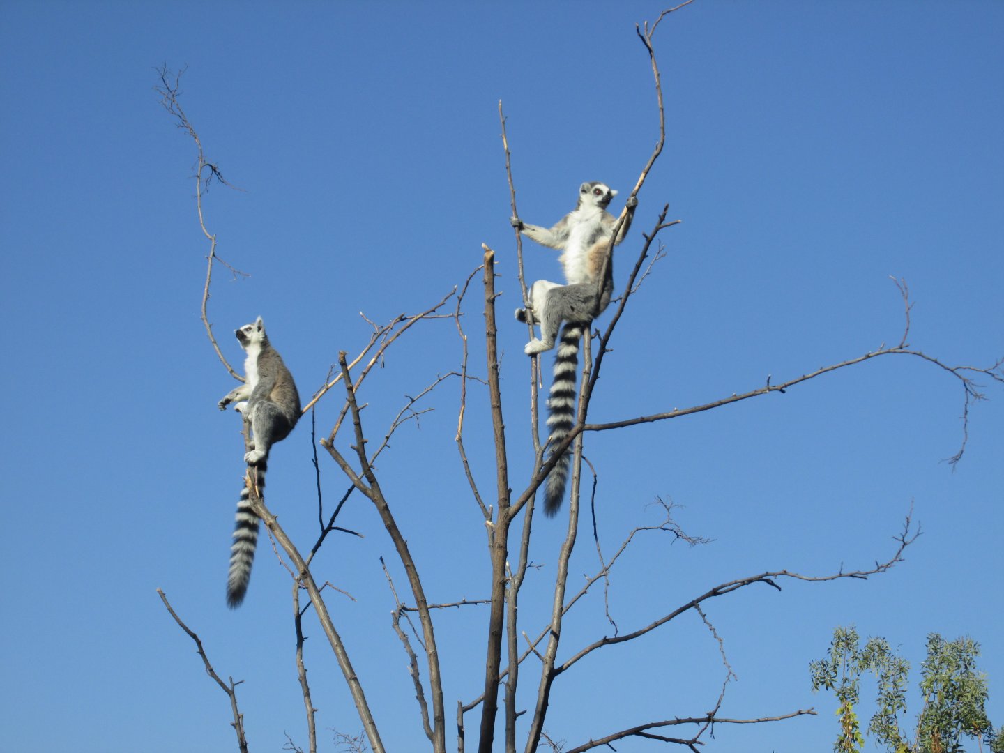 ring tail lemurs