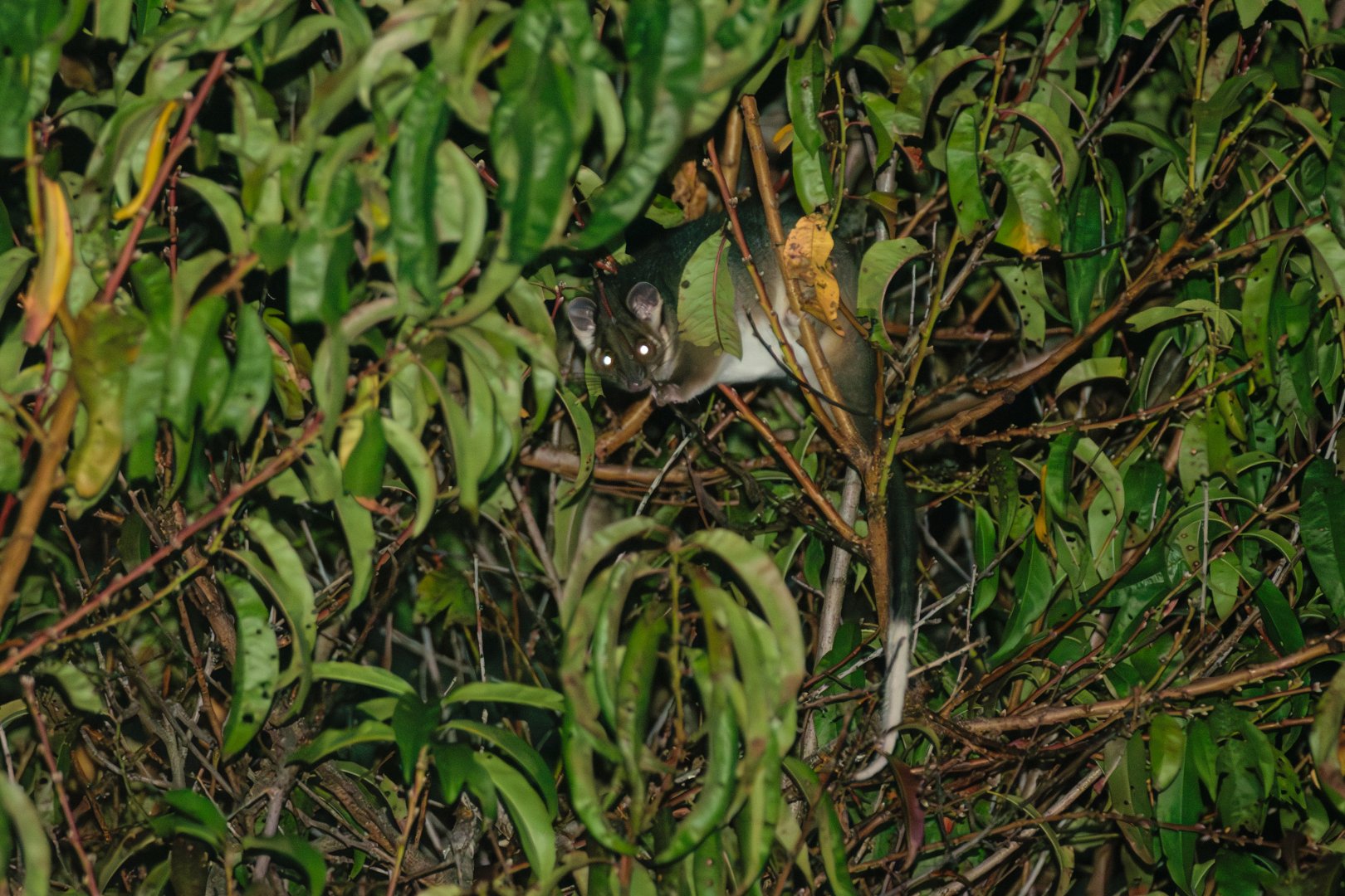 Ring Tail Possum (Pseudocheirus peregrinus)