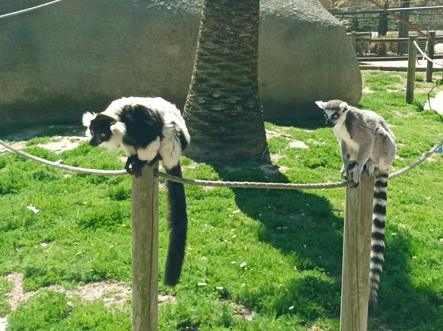 Ring-tailed and black and white ruffed lemurs.