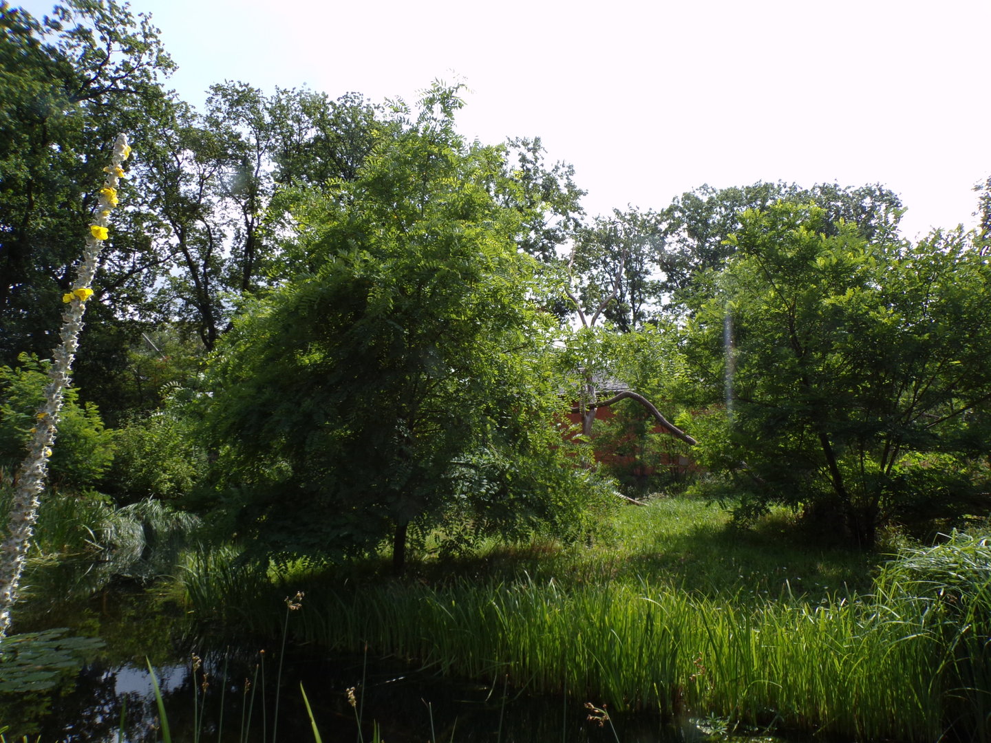 Ring-tailed and Black lemur enclosure 6.7.23
