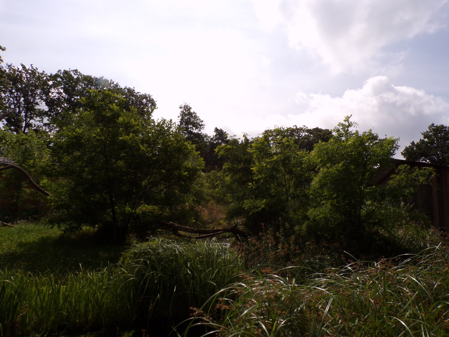 Ring-tailed and Black lemur enclosure 6.7.23
