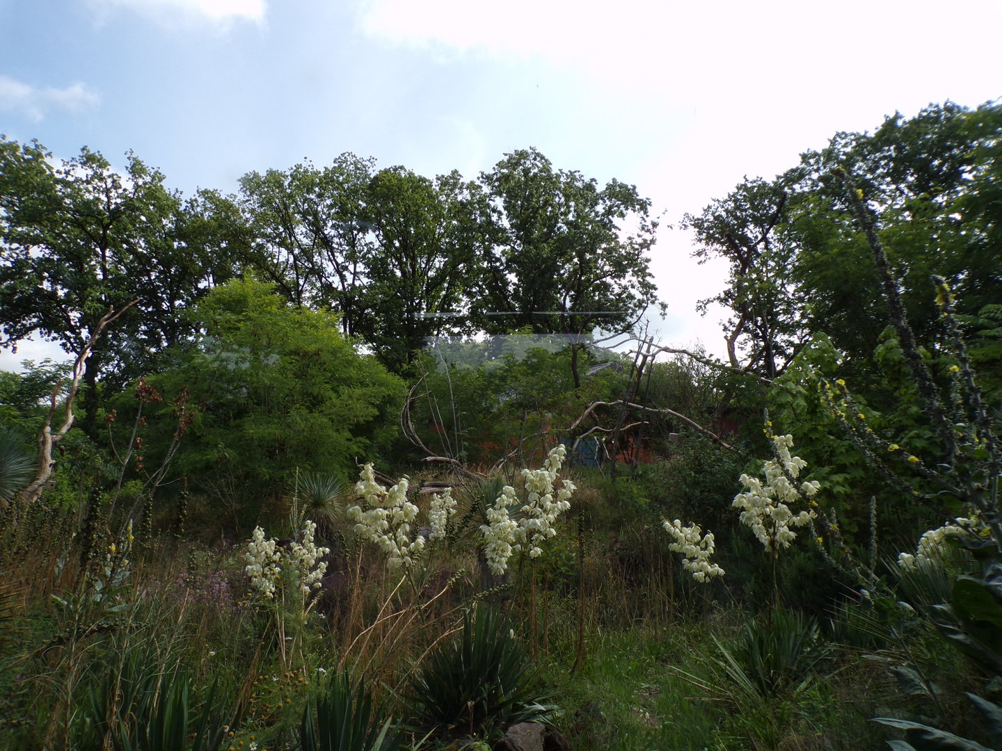 Ring-tailed and Black lemur enclosure 6.7.23