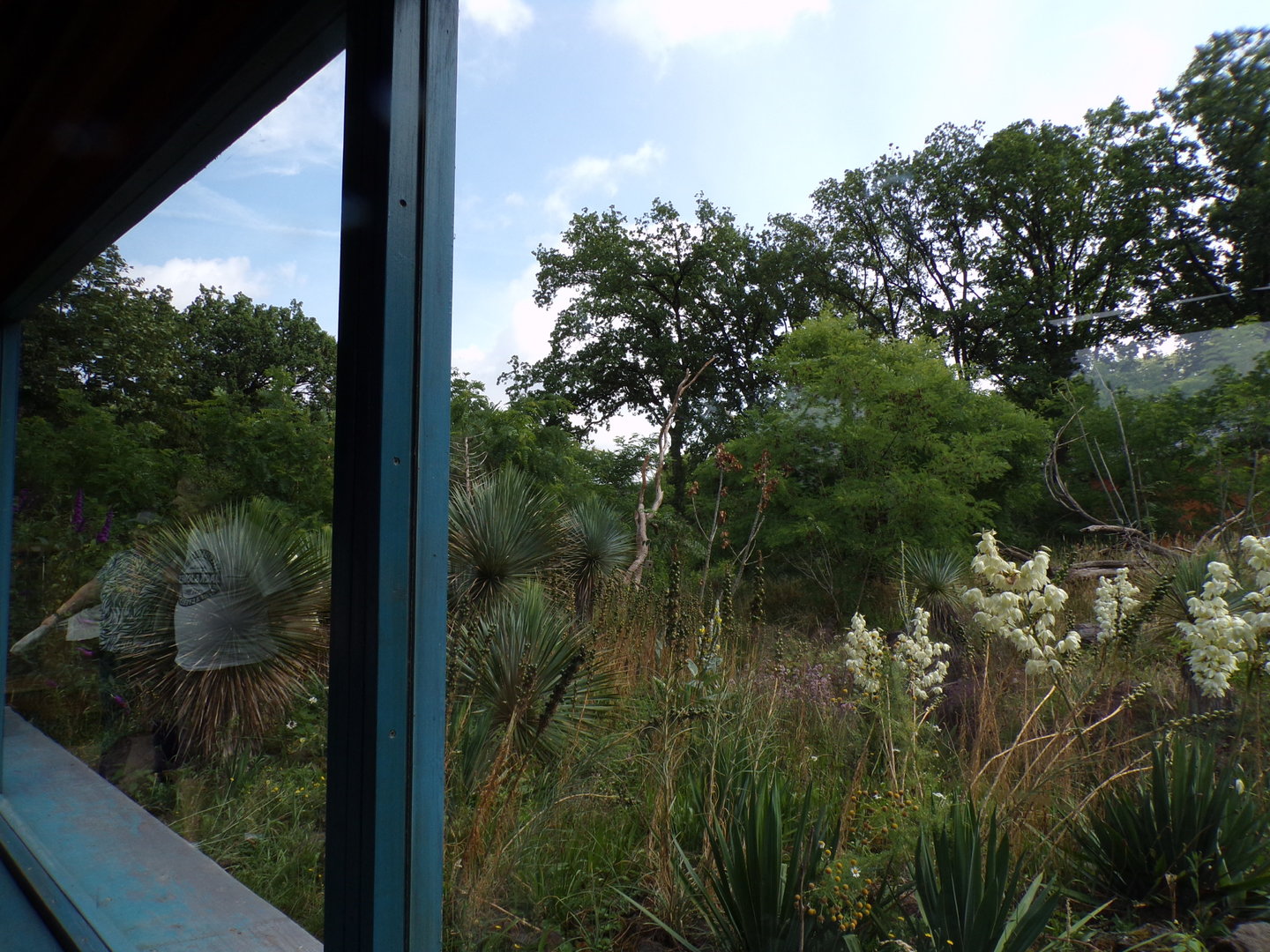 Ring-tailed and Black lemur enclosure 6.7.23