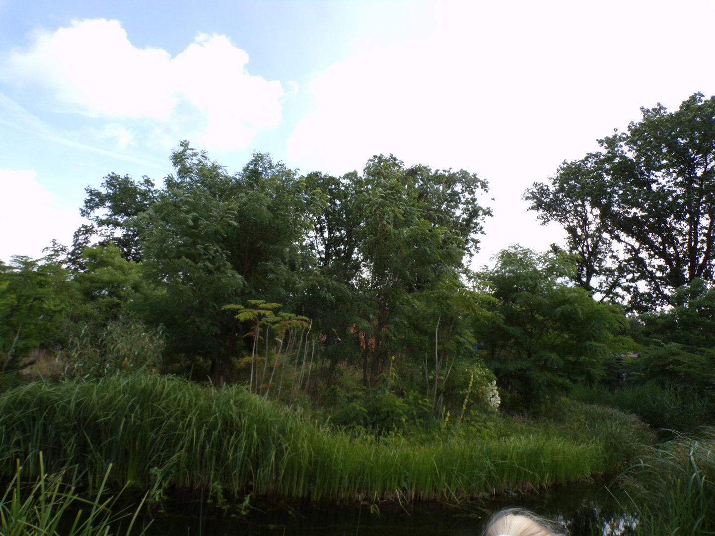 Ring-tailed and Black lemur enclosure 6.7.23