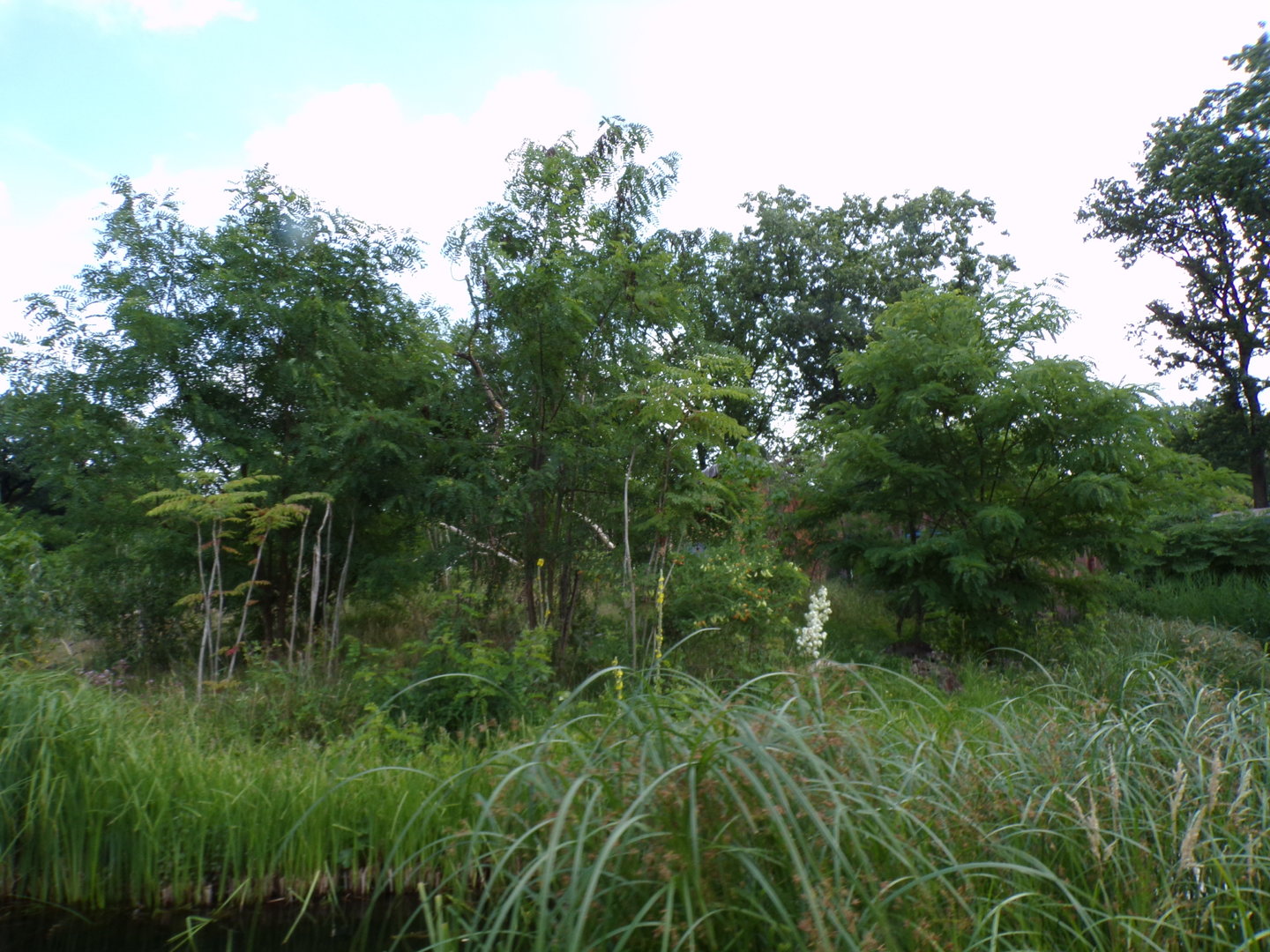 Ring-tailed and Black lemur enclosure 6.7.23