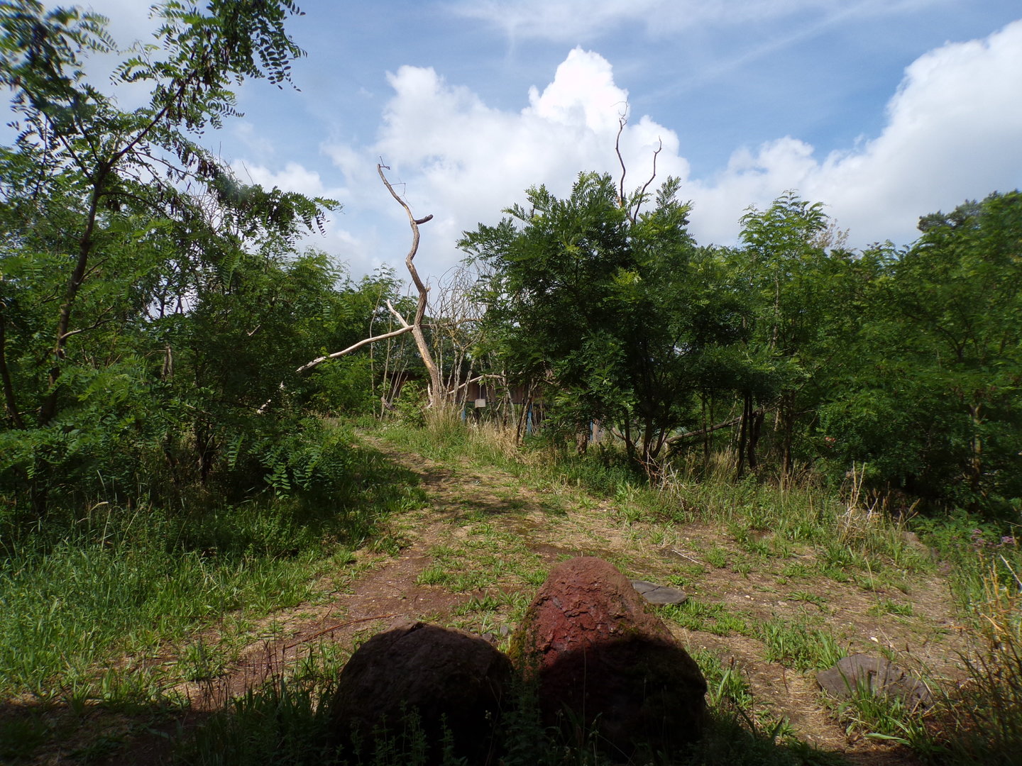 Ring-tailed and Black lemur enclosure 6.7.23