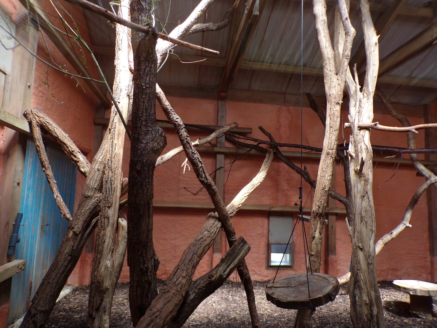 Ring-tailed and Black lemur indoors 6.7.23