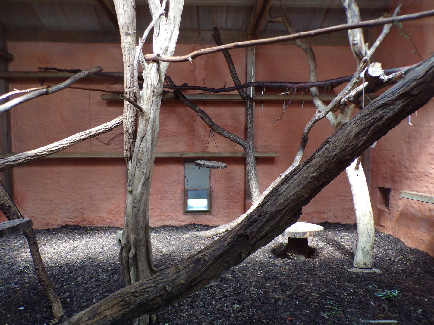 Ring-tailed and Black lemur indoors 6.7.23