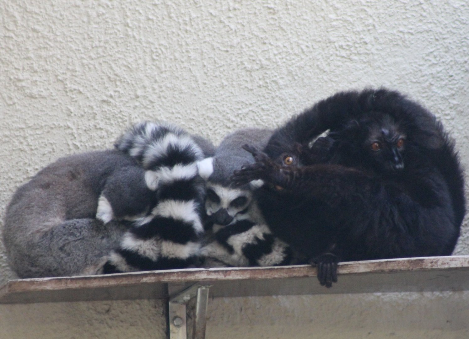 Ring-tailed and Black lemurs
