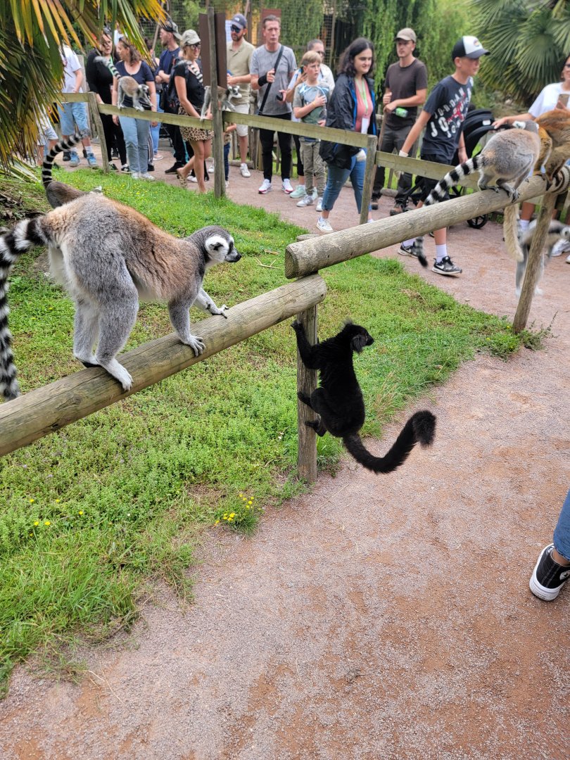 Ring-Tailed and Black Lemurs