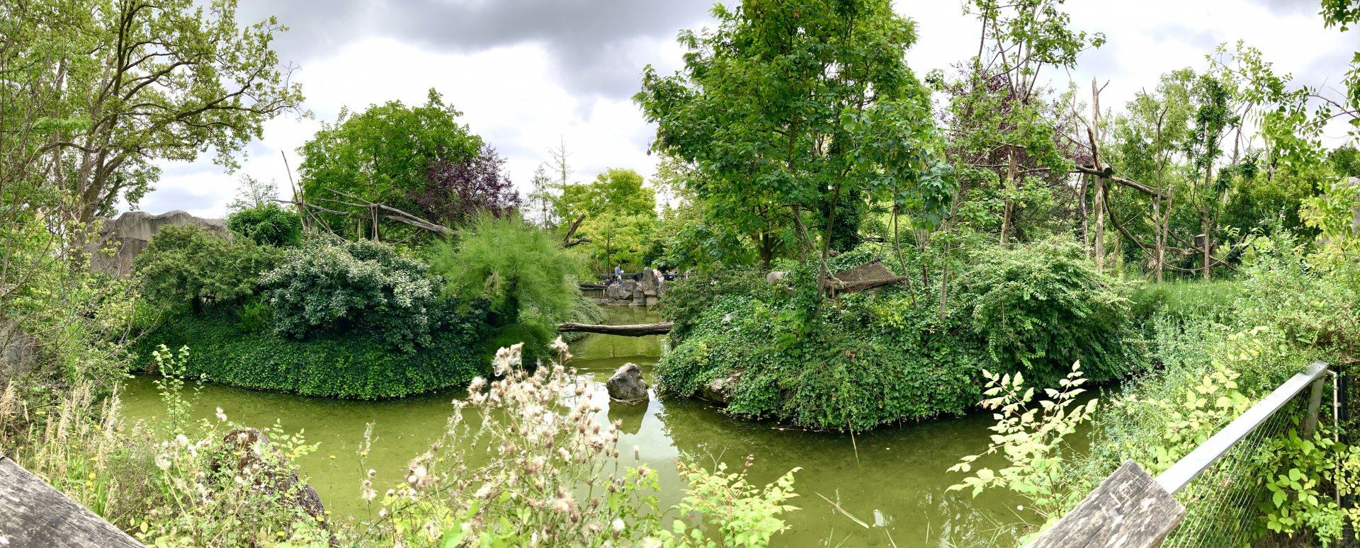 Ring tailed and Crowed lemur islands