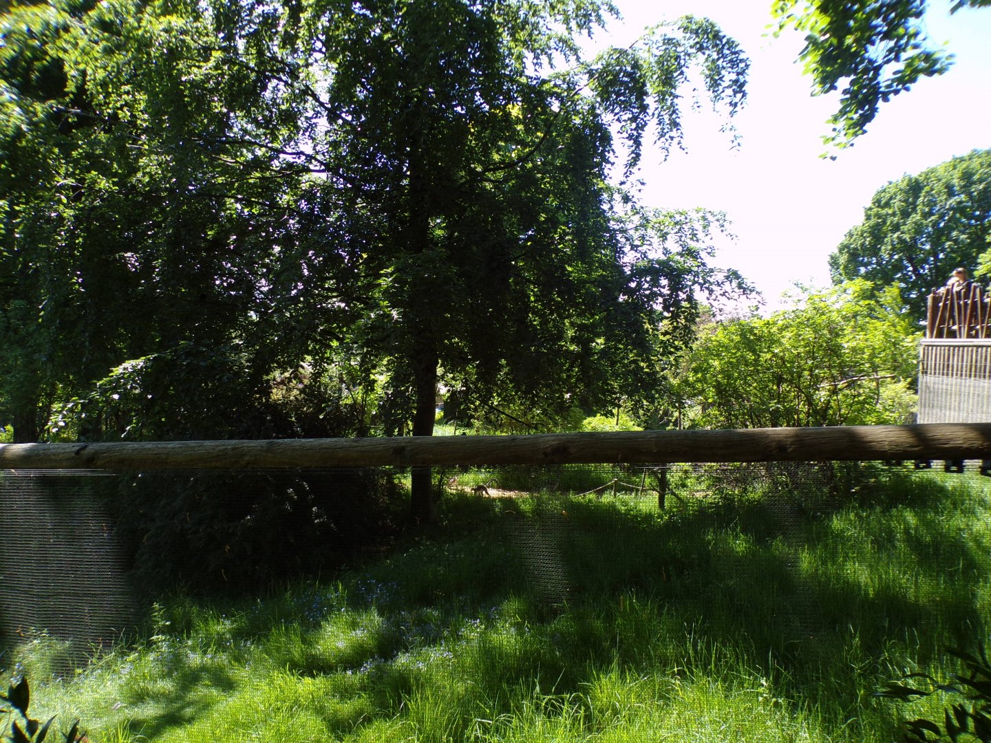 Ring-tailed and Red-bellied lemur enclosure 20.5.24