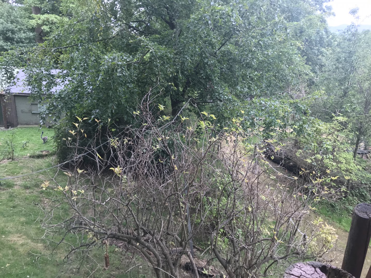 Ring tailed and red bellied lemur enclosure (3)