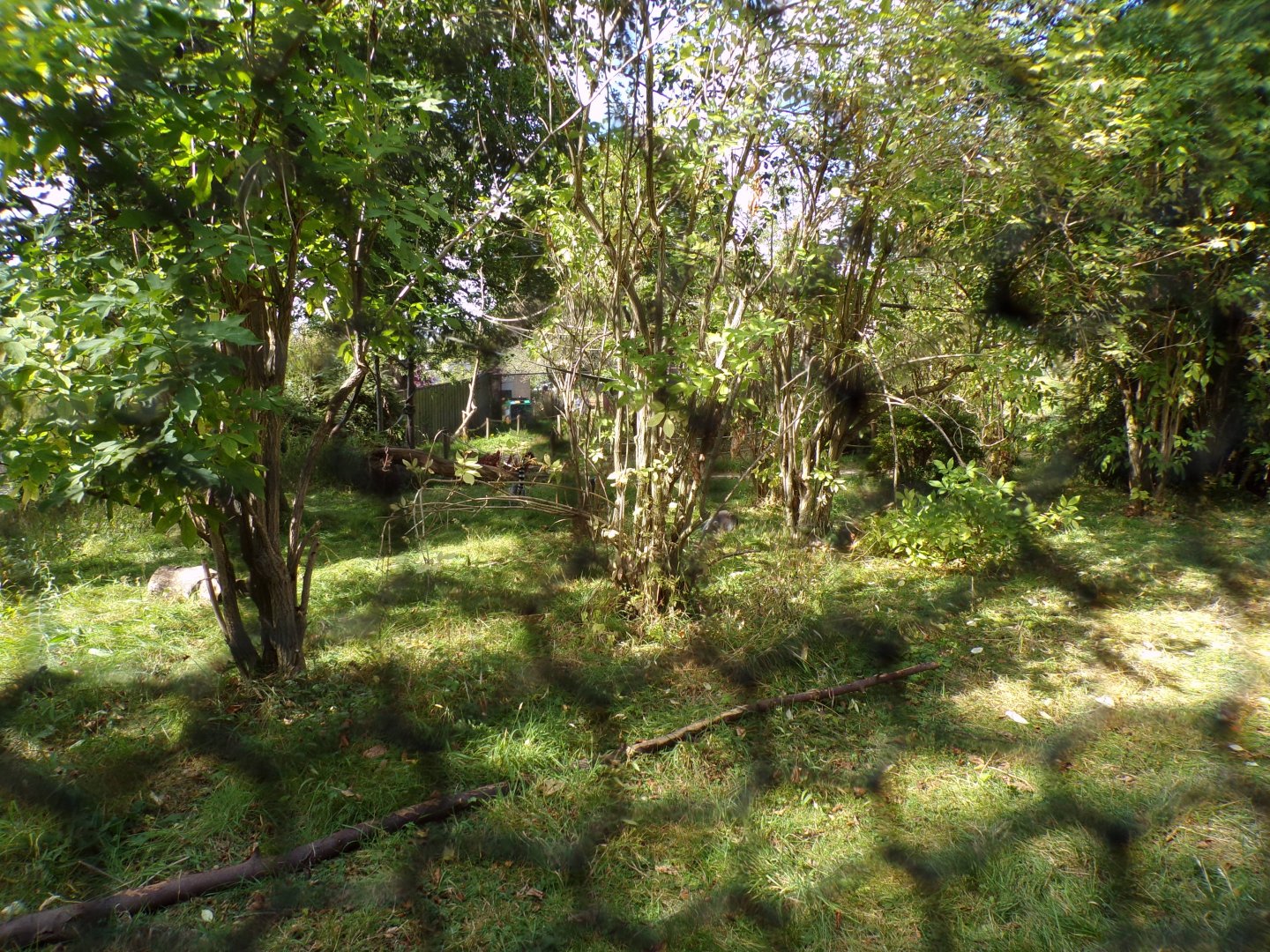 Ring-tailed and red-bellied lemur enclosure 9.9.23