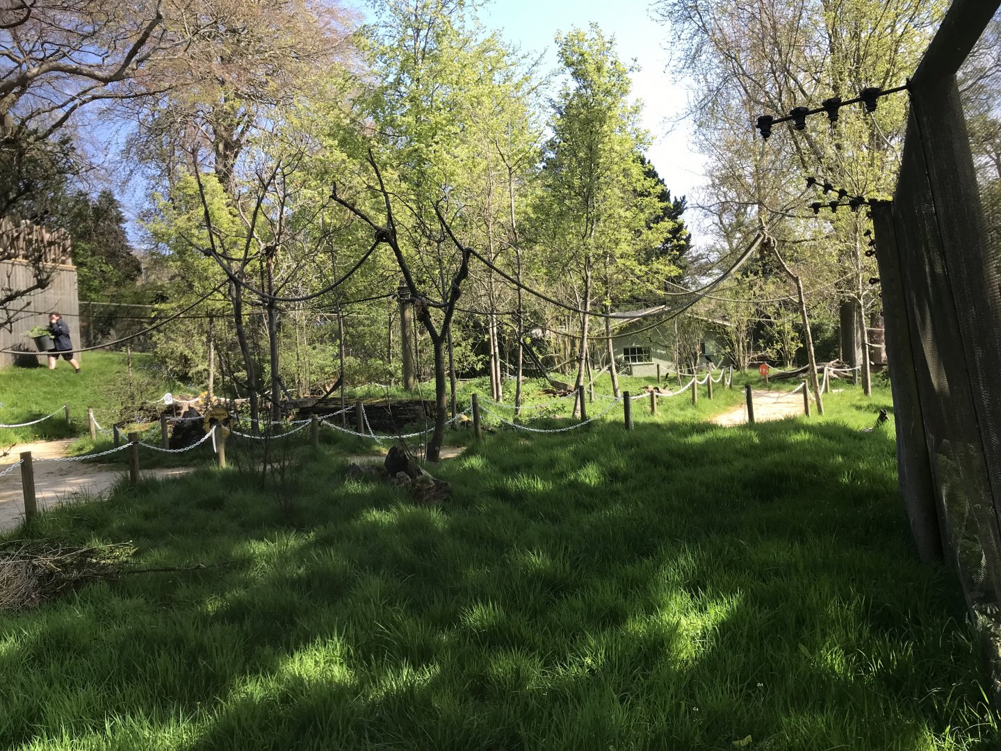 Ring tailed and red bellied lemur enclosure