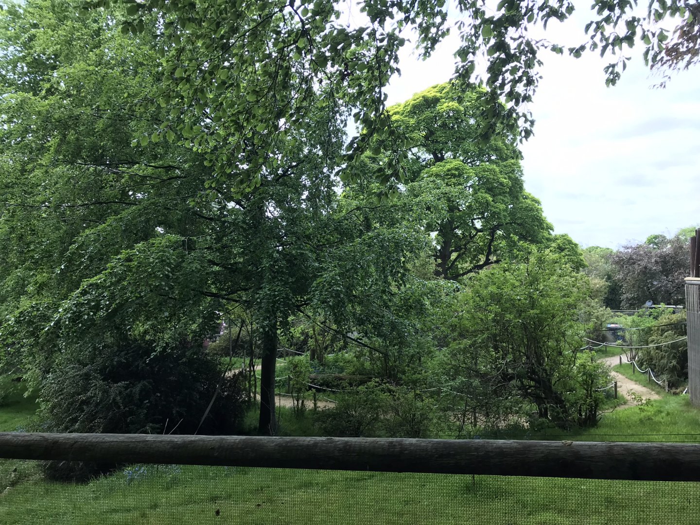 Ring tailed and red bellied lemur enclosure