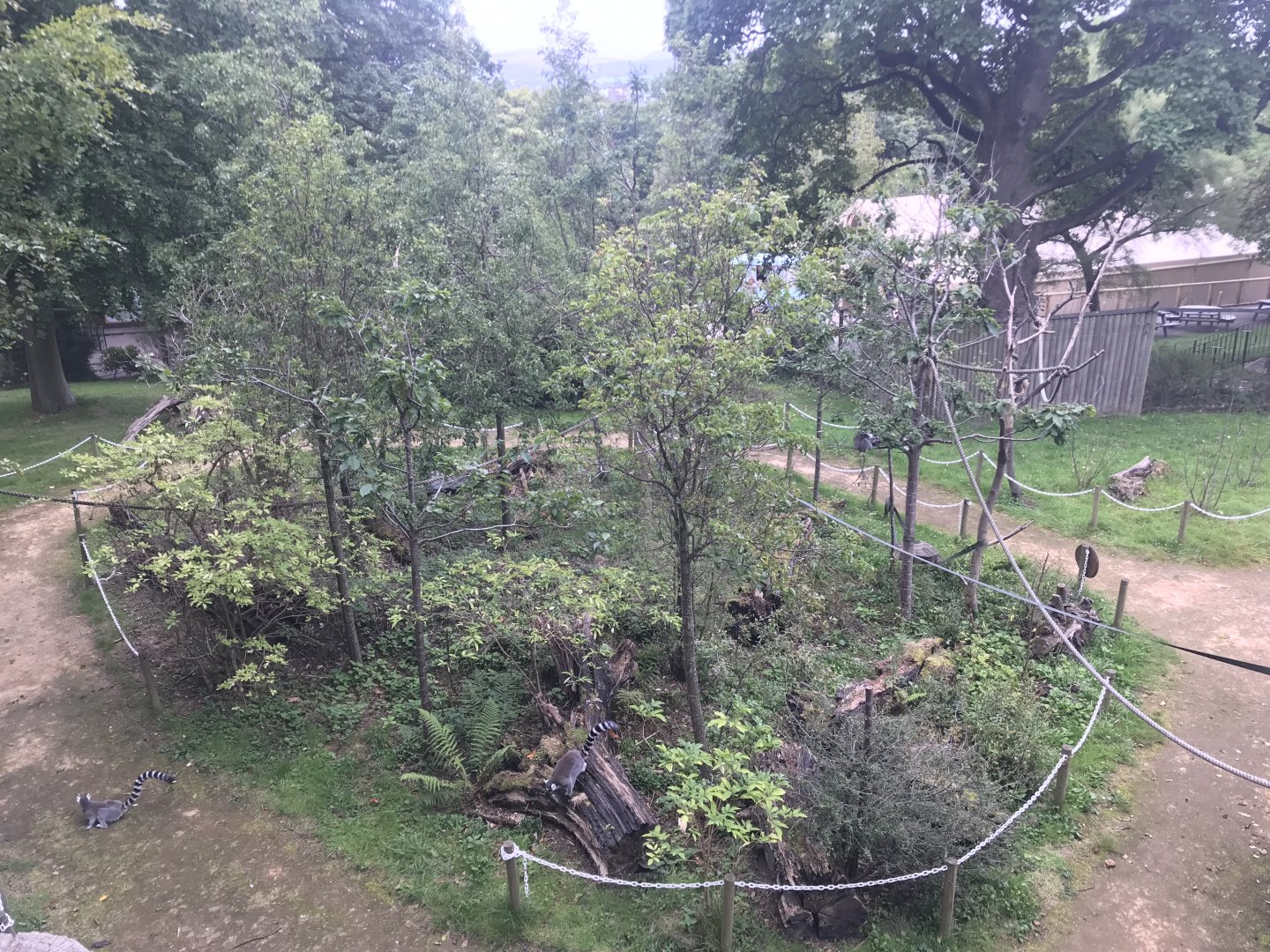 Ring tailed and red bellied lemur enclosure