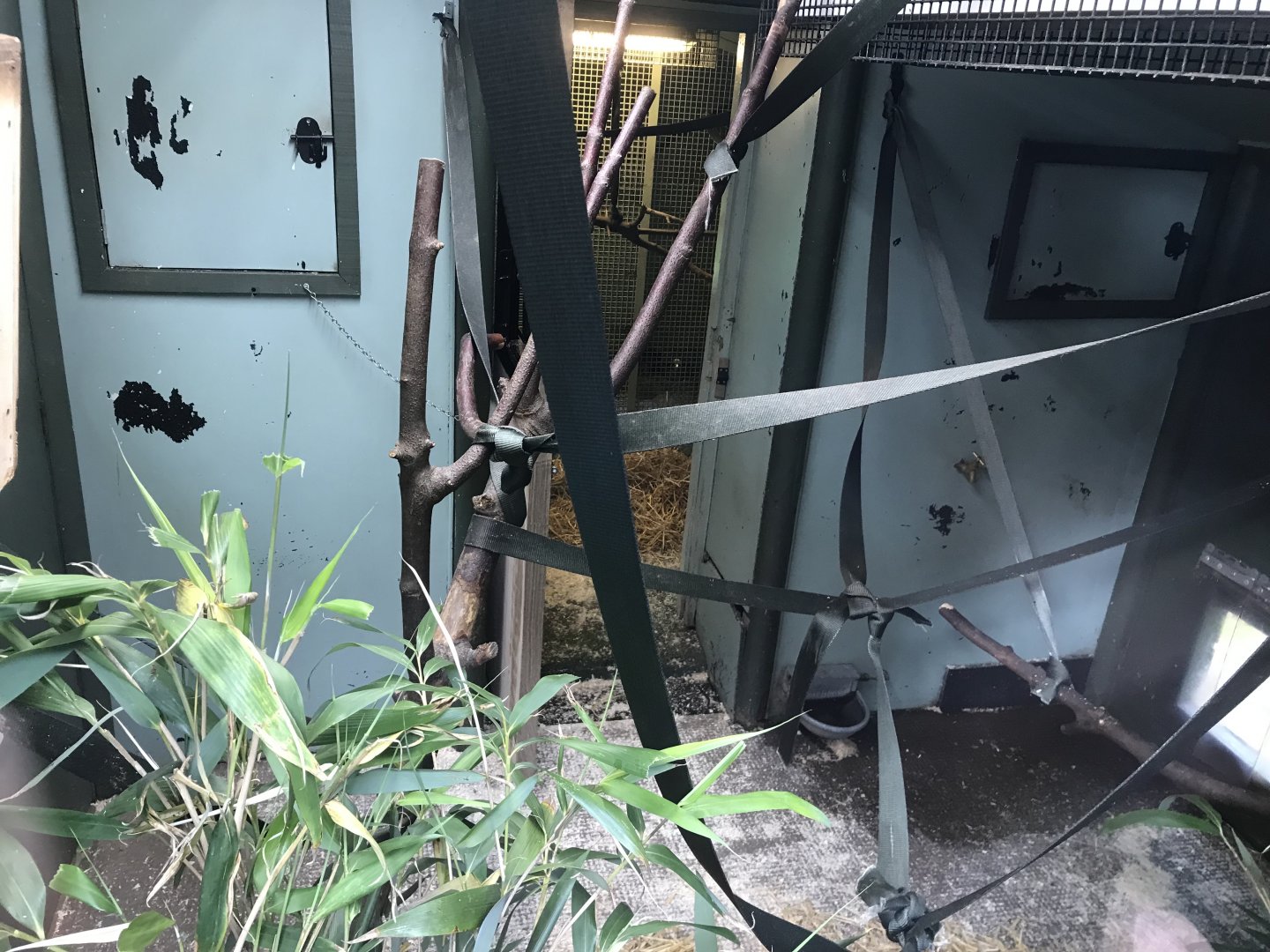 Ring tailed and red bellied lemur indoors (2)