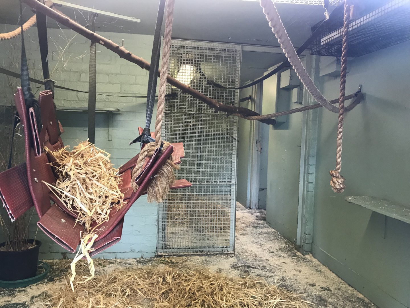 Ring tailed and red bellied lemur indoors