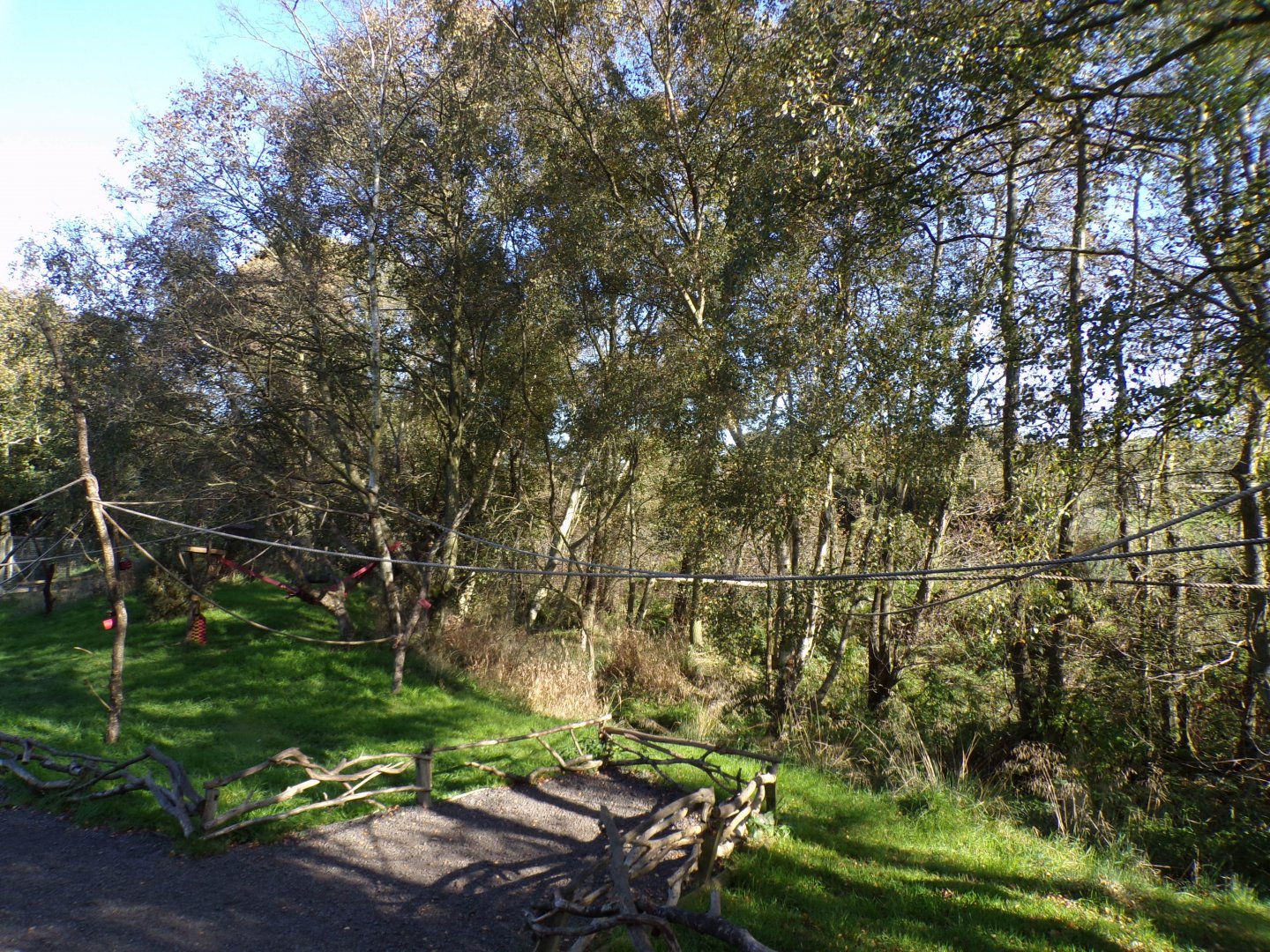 Ring-tailed and Red-fromted lemur enclosure 14.10.23