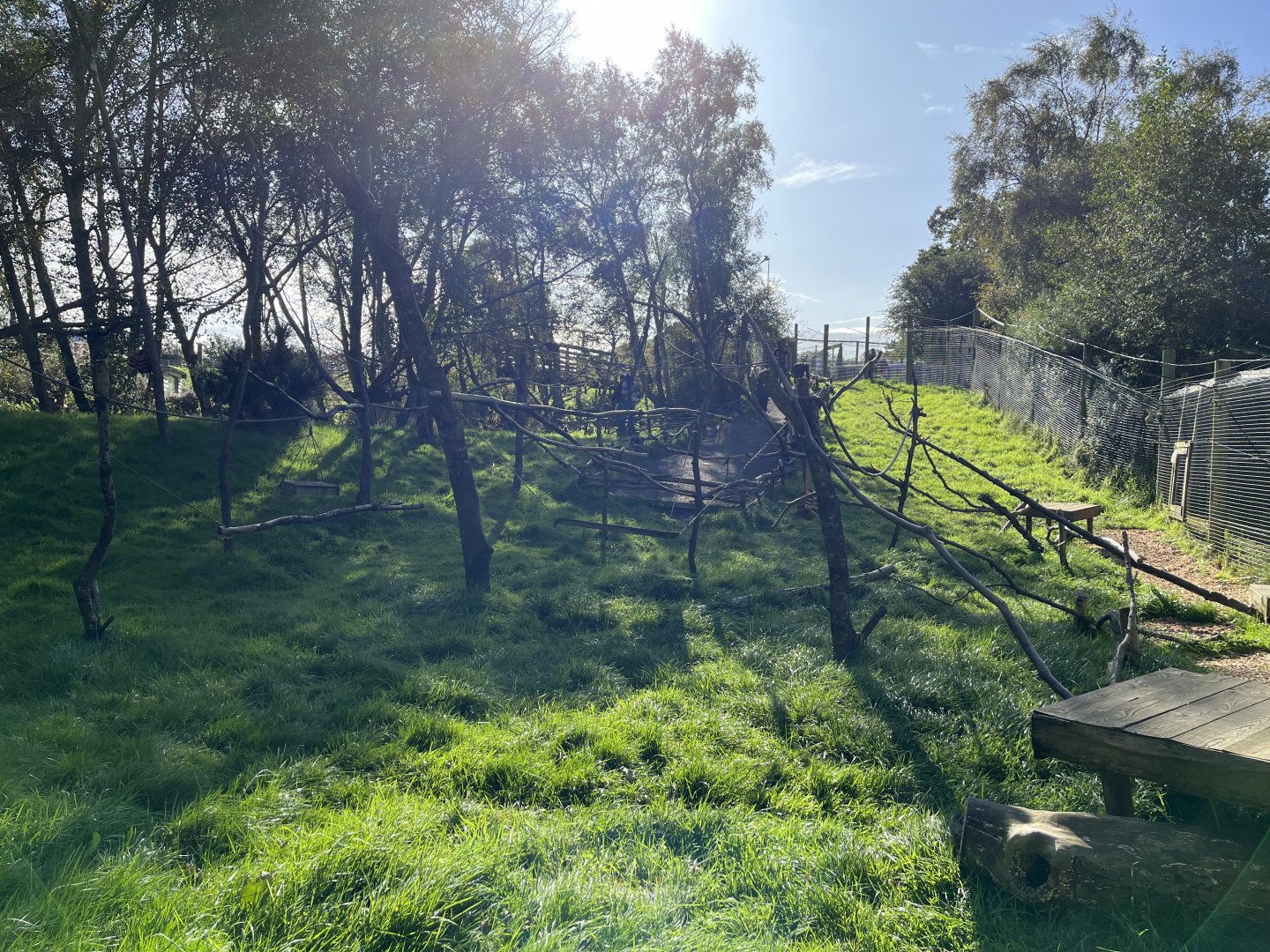 Ring-tailed and Red-fronted lemur enclosure  14.10.23