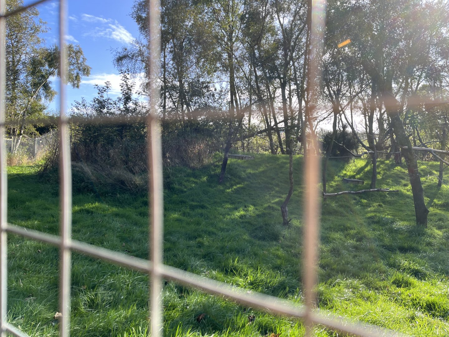 Ring-tailed and Red-fronted lemur enclosure 14.10.23