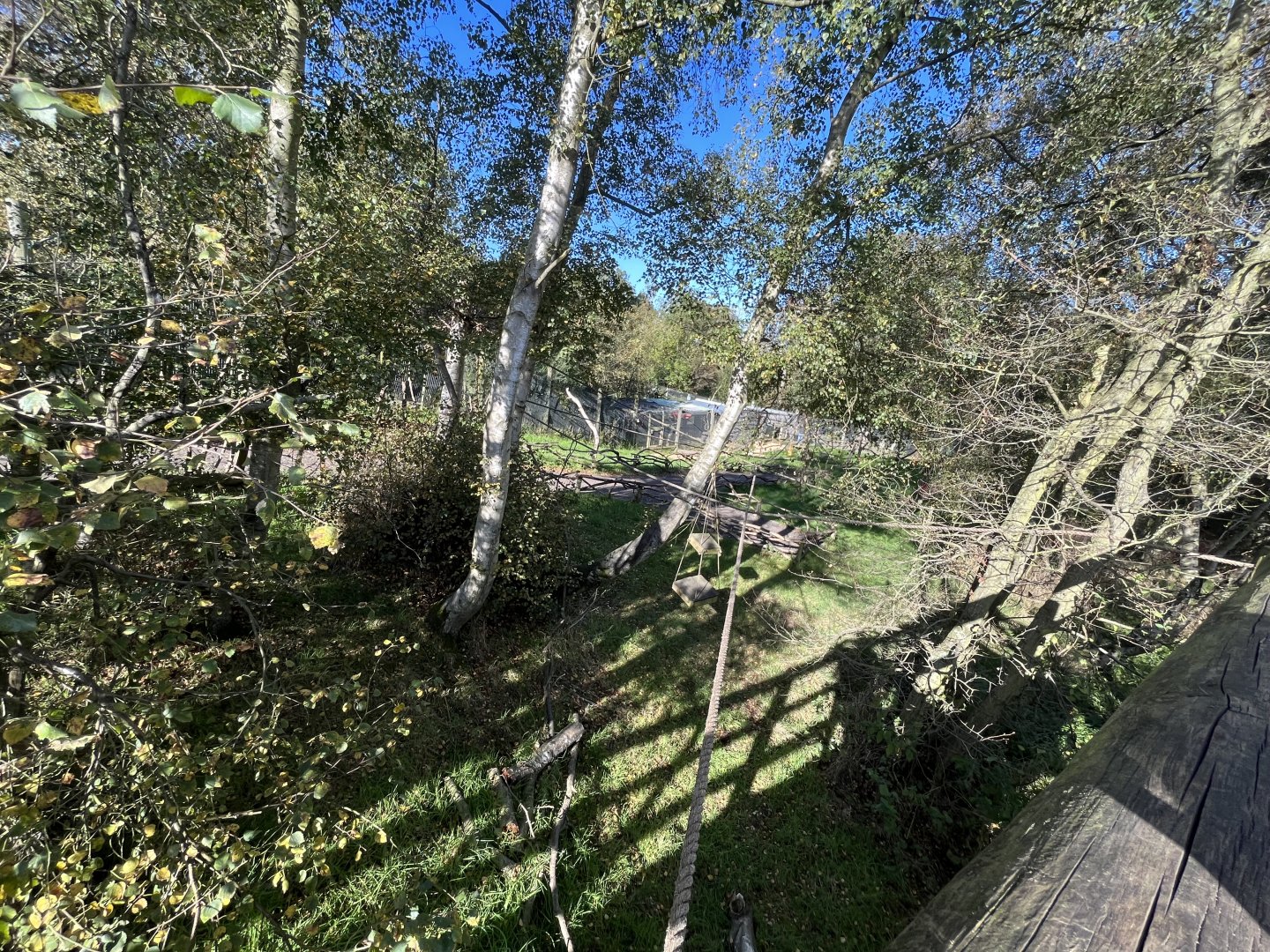 Ring-tailed and Red-fronted lemur enclosure from walkway 14.10.23