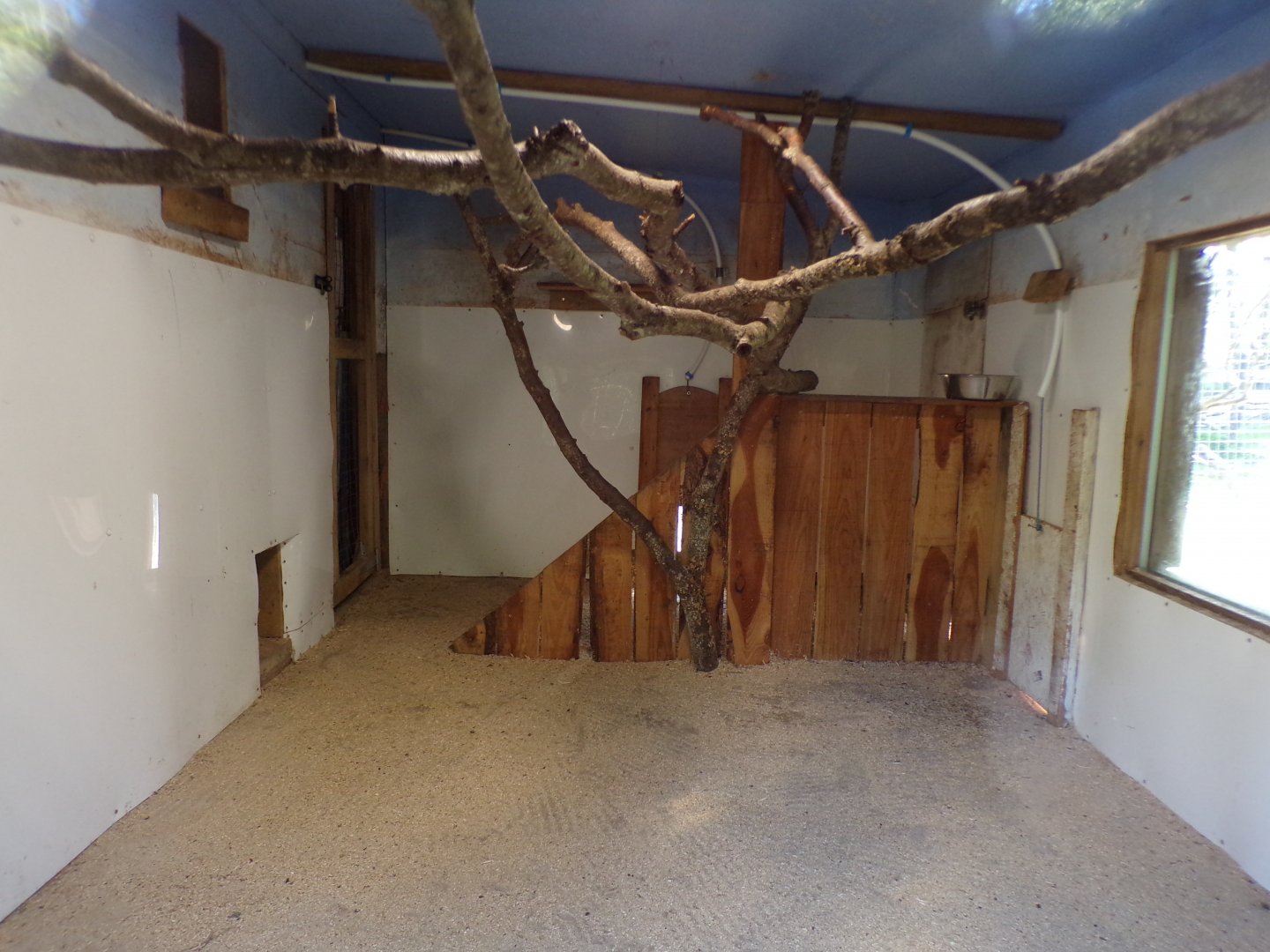 Ring-tailed and red-fronted lemur indoors 14.10.23