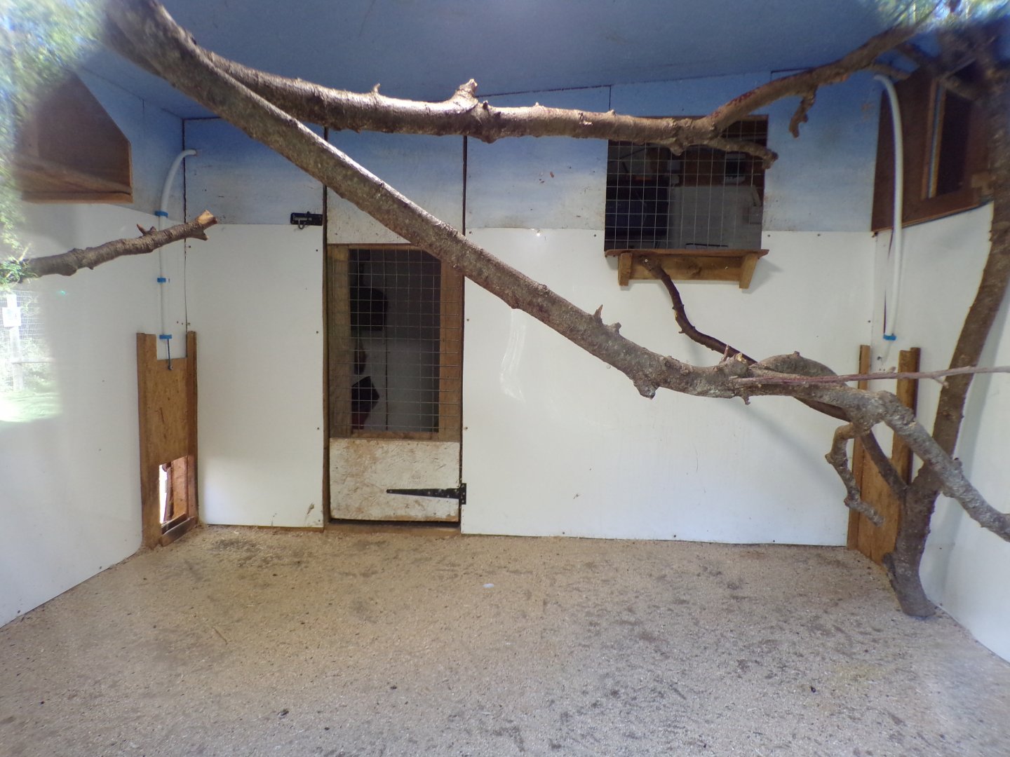 Ring-tailed and Red-Fronted lemur indoors 14.10.23